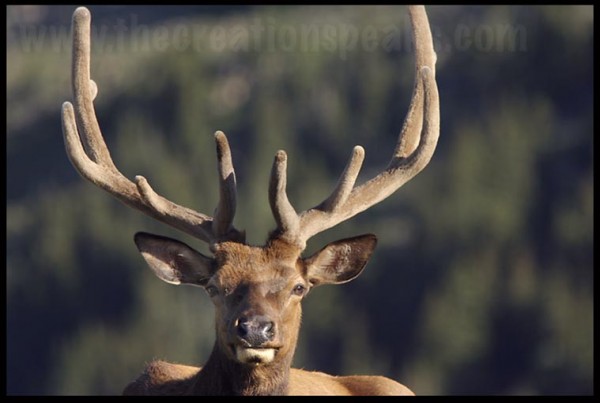 The face of a bull elk with a velvet rack in Rocky Mountain National Park, Colorado.