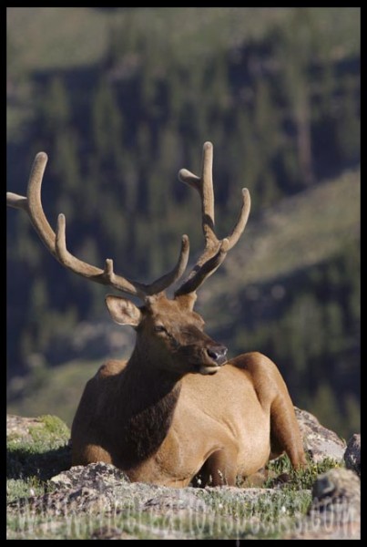A resting bull elk near Trail Ridge road in Rocky Mountain National Park, Colorado