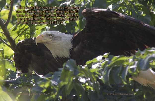 A Bald eagle a favorite wildlife photo. God, Bible, Christian.