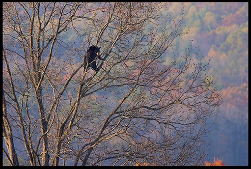 Fall colors provide the backdrop for a black bear in a high walnut tree in Cades Cove, Great Smoky Mountains National Park, Tennessee.