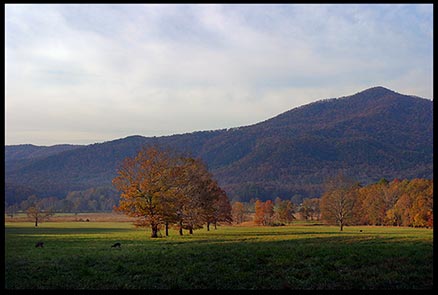 Fall trees in autumns colors surrounded by mountains in Cades Cove, Great Smoky Mountains National Park