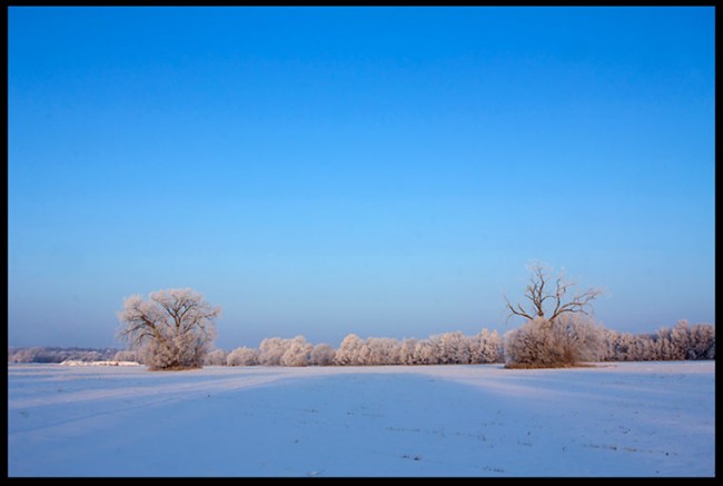 Snow and hoarfrost covered farm field under bright blue sky, Eastern Nebraska