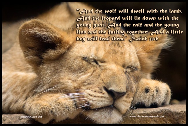 Resting lion cub with Isaiah 11:6