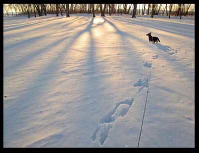 Dog in snow at sunset