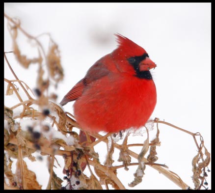 northern cardinal in winter and snow