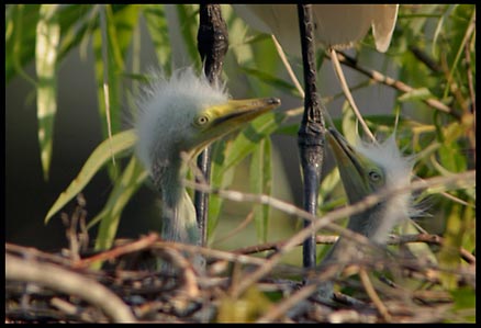 The one-footed egrets chicks beneath him.