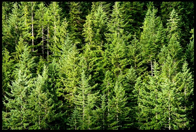 Bible Verse of the Day: Pine trees and the shadows of the forest Olympic National Park, Washington State and 1 Chronicles 16:33