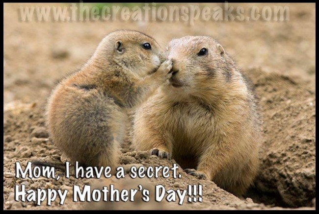 Bible verse of the Day Happy Mother's Day. Proverbs 31:28, "Her children rise up and bless her; Her husband also, and he praises her." Prairie Dog pup and mother.