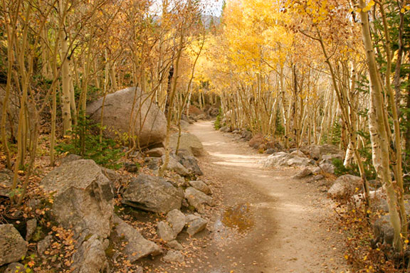 The Mills Lake Trail in Rocky Mountain Park going through a bright yellow fall aspen grove. This illustrates the photogrpahy concept of leading lines