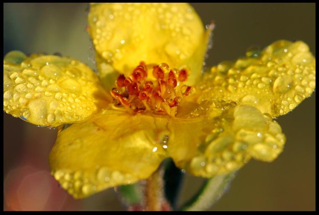 Bible Verse of the Day: A Yellow wildflower covered with due drops in the Wind Rivers Wilderness, Wyoming and Psalm 33:4.