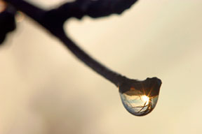 A dew drop with sunrise reflected in it on a bud on the end of a branch. This illustrates the photography composition concept of leading lines