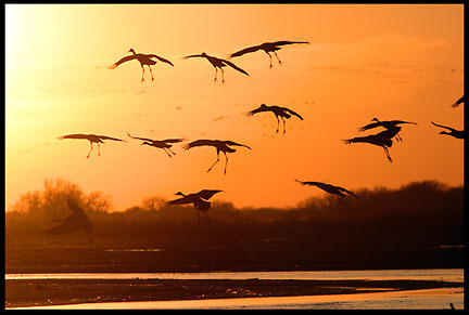 A silhouette of sandhill cranes using their wings as parachutes when landing in the Platte River and it's sandbars