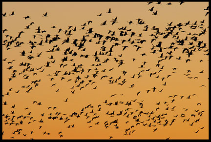 Hundreds of silhouetted sandhill cranes against a red orange sky above the Platte River 