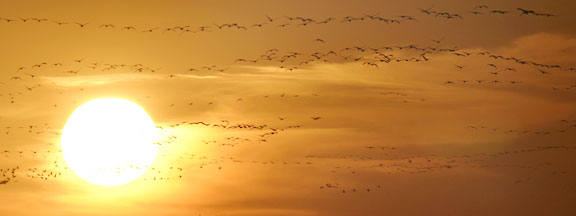 Hundreds of sandhill cranes silhouettes and the setting sun in Central Nebraska. 