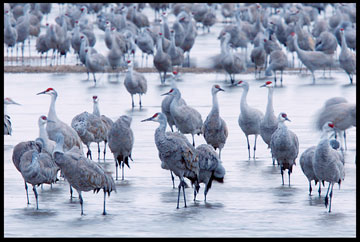 Dozens of sandhill cranes standing in the shallows of the Platte River in Nebraska