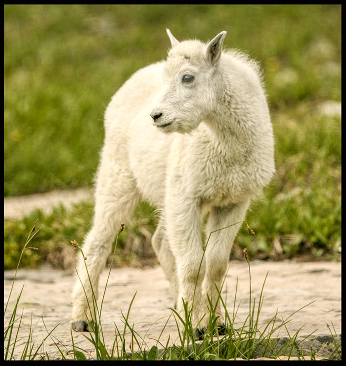 Bible Verse of the Day Beatitude Series: a young white mountain goat kid stands alone in Glacier National Park, Montana and Matthew 5:8.