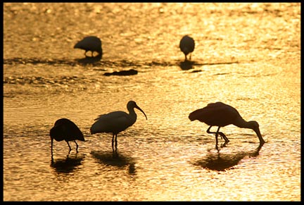 Five silhouetted wadding birds forage for food at sunrise in Ding Darling National Wildlife Refuge, Florida.