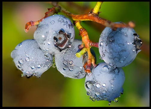 Ripe blueberries on a branch