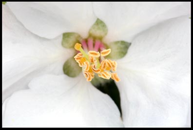 Close up of the inside of an apple blossom stamen and stigma