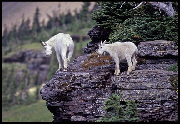 A nanny goat and her kid navigate a cliff in Glacier National Park near the Hidden Lake Over Look.