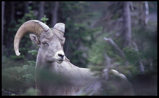 A large big, strong and beautiful bighorn sheep ram in Glacier National Park on the Hidden Lake Trail. wildlife photograph