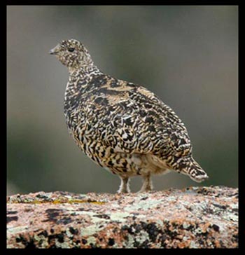 A grey and brown camouflaged ptarmigan in Rocky Mountain National Park