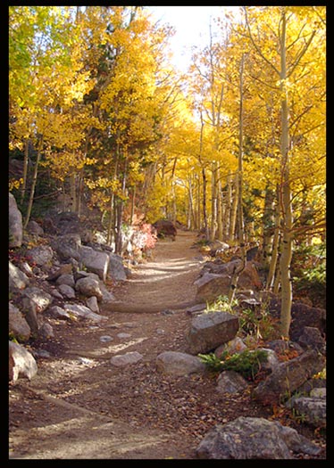 A trail lined with golden fall aspens in Rocky Mountain National Park leads to Flattop and Hallett