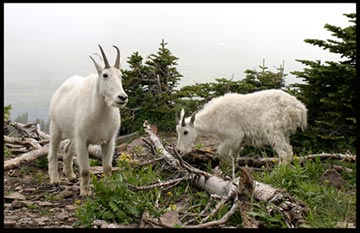 A mother goat and aggressively over her kid in Glacier National Park at the Hidden Lake Over Look. wildlife photograph