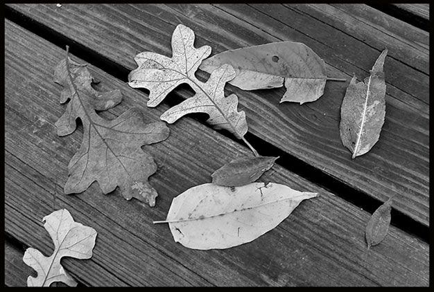 A black-and-white photo of fallen autumn leaves on a boardwalk.
