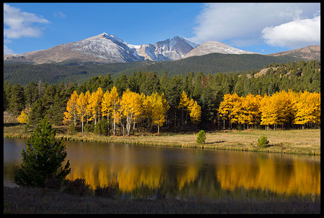 Golden yellow aspen trees display their fall colors benneath Mount Meeker and Long's Peak in Rocky Mountain National Park 