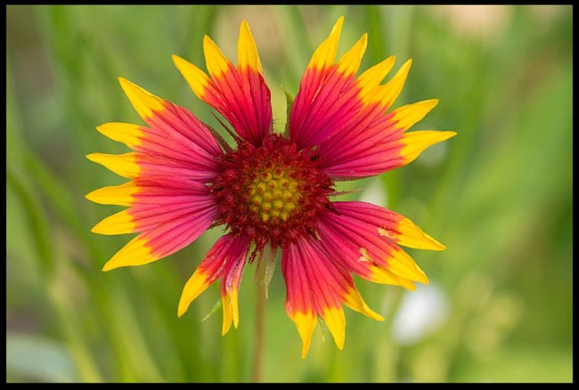 BibleVerse of the Day: A red and yellow wildflower, Mahoney State Park, Nebraska and 2 Corinthians 2:15, 16. "For we are a fragrance of Christ to God"