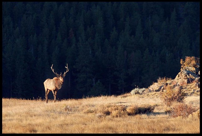 Bible Verse of the Day: Bull Elk Crossing Moran Park just after sunrise, Rocky Mountain National Park, Colorado and Isaiah 66:2