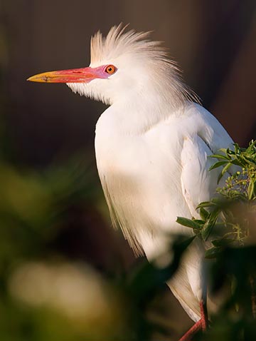 a cattle egret displays its breeding season colors including it's yellow, orange and pink beak