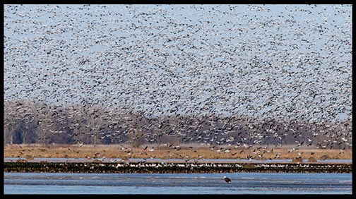 A large flock of snow geese fly above a bald eagle at Squaw Creek (Loess Bluffs) National Wildlife Refuge.