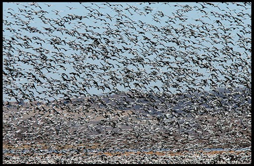A massive swarm of snow geese and other birds fill the sky in fear at Squaw Creek (Loess Bluffs) National Wildlife Refuge.