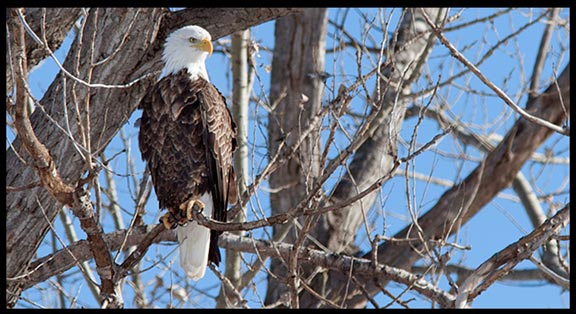 A Bald eagle perched in a tree at Squaw Creek (Loess Bluffs) National Wildlife Refuge.
