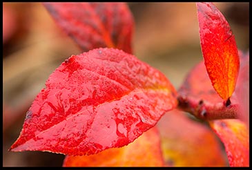 Rainwater glistens on red fall blueberry leaves.