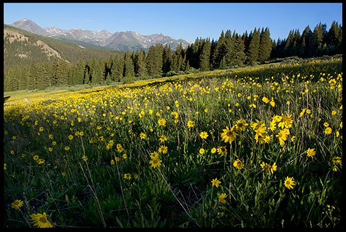 Yellow flowers in a mountain meadow near Breckenridge, Colorado.