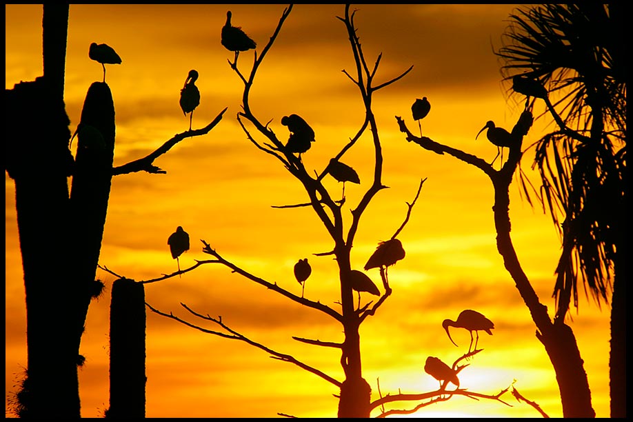 Ibis silhouetted in trees at Sunset, Orlando Wetlands Park, Central Florida and Habakkuk 3:3b.