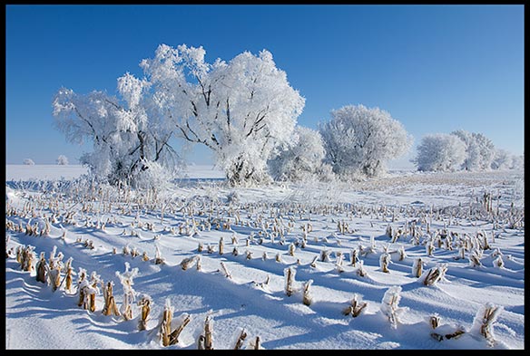 snow and frost covered trees and cornfield.