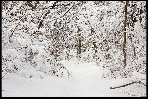Snow covered path in Fontenelle Forest, Nebraska shows pure beauty