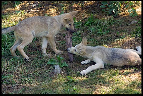 Wolf pups play by tugging on both ends of a stick.