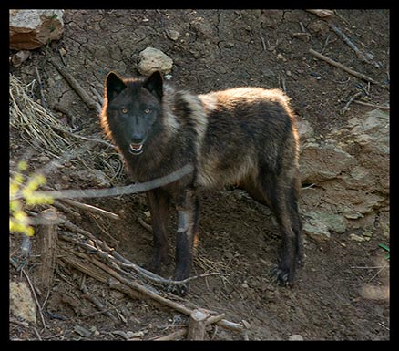 A black grey wolf looks at something off in a distance.