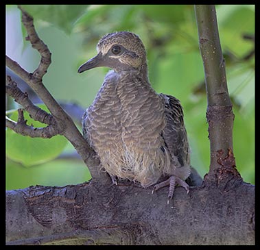 Mourning dove chick on a tree branch