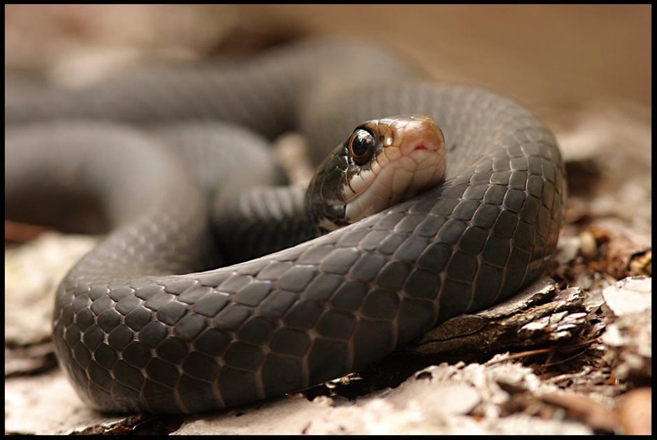 Florida black racer snake, Paynes Prairie State Park, Florida and Matthew 10:16 bible verse shrewd as serpents 