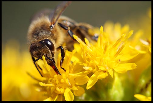 Honey bee on yellow golden rod bloosoms