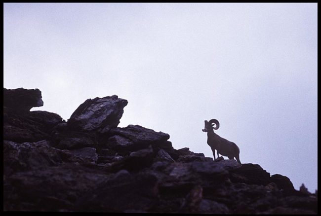 Silhouetted bighorn sheep ram on top of rocks in Rocky Mountain National Park, Colorado and Matthew 5:6 Bible verse blessed are the merciful