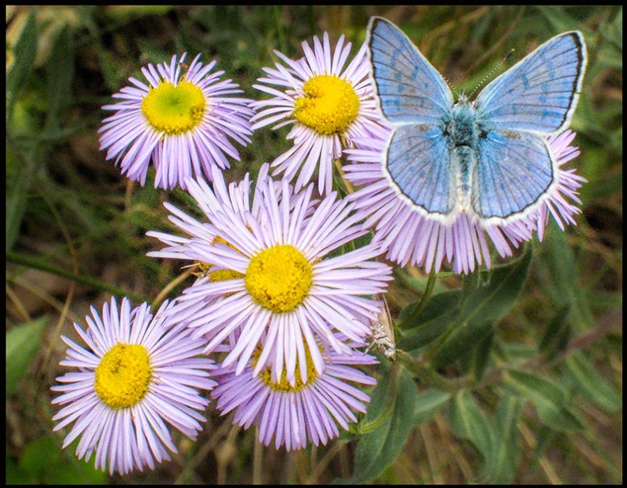 Common blue butterfly on purple asters Mountain National Park, Colorado and John 10:10. Have abundant life in Christ