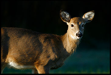 A whitetail deer doe