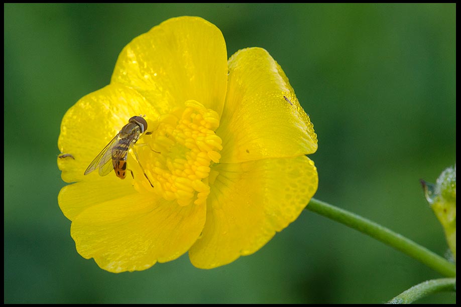 A hover fly pollenates a yellow buttercup flower, Western New York State and I John 5:12. Bible Verse and nature photo of the Day: find life in Christ